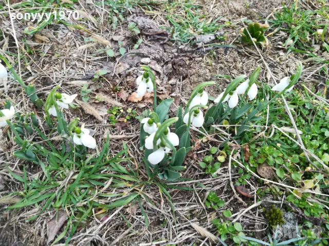 КОКИЧЕНЦА ЗА МОМИЧЕНЦА-СВЕЖА РЕКОЛТА 20025Г 0102251725, снимка 11 - Градински цветя и растения - 48920514