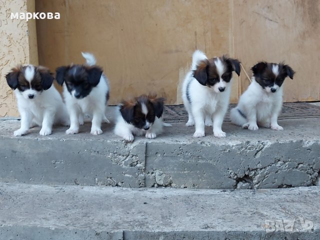 Папион, снимка 4 - Други - 41444177