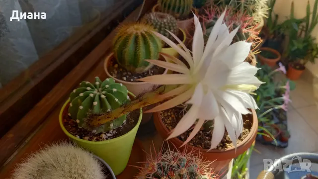 Ехинопсис denudatum, снимка 4 - Стайни растения - 50143956