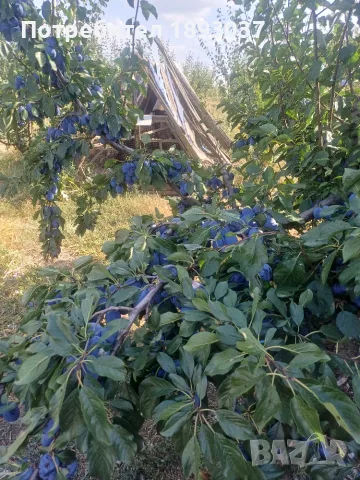 Сини сливи Стенлей