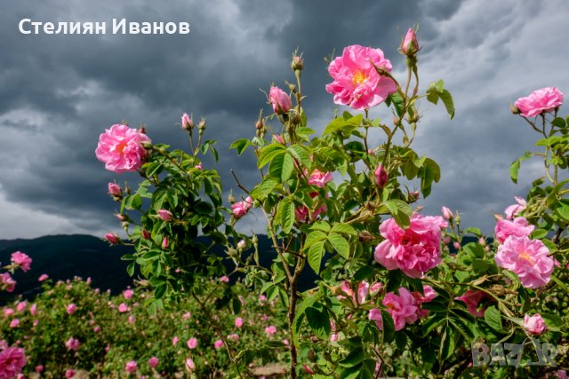 Маслодайна роза, дамаскова роза, казанлъшка роза, роза дамасцена (Rosa × damascena), снимка 1 - Градински цветя и растения - 39932111