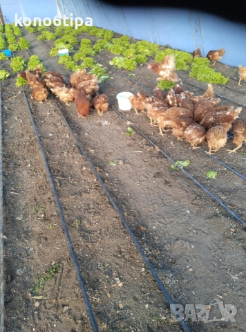 кокошки носачки, снимка 2 - Кокошки и пуйки - 53145491