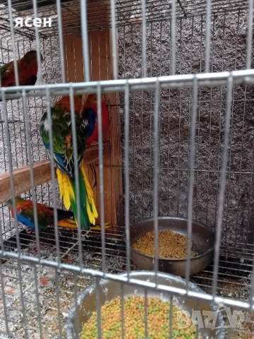 Продавам лазурни неофеми 