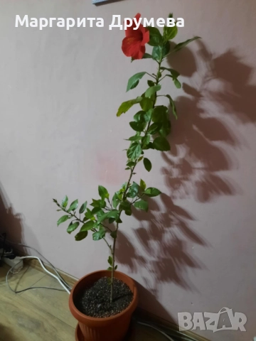 Китайска роза, снимка 2 - Стайни растения - 52382735