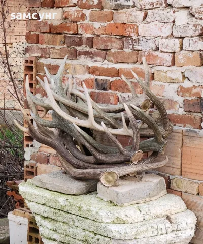 Еленови рогове различни