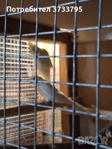 Чифт корели, снимка 7 - Папагали - 53296344