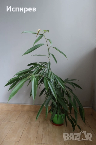 Фикус али, Ficus alii, 3-годишни растения, снимка 6 - Стайни растения - 51544538