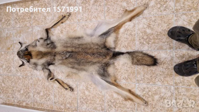 кожи от вълк и черепи, снимка 8 - Антикварни и старинни предмети - 44601432