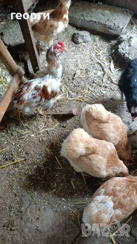 Араукана, снимка 7 - Кокошки и пуйки - 41402734