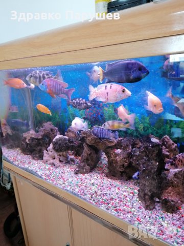 Продавам Африкански цихлиди , снимка 1