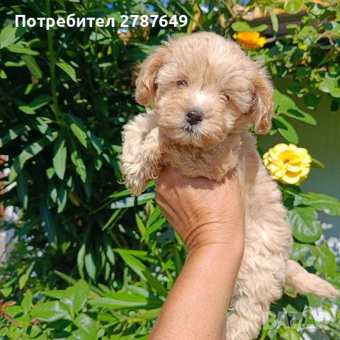 Малтипу момичета, снимка 2 - Пудели - 56056116