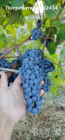 Продавам грозде Каберне Фран, снимка 2 - Други - 56307900