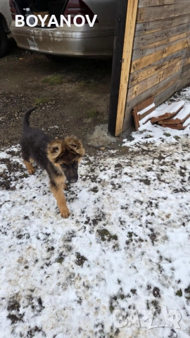 немски овчарки, снимка 18 - Немска овчарка - 52222806