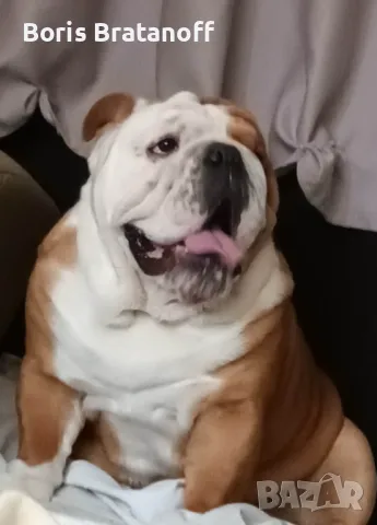 английски булдог , снимка 2 - Търси партньор - 48977688