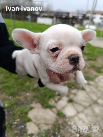 френски булдочета, снимка 11 - Френски булдог - 52489123