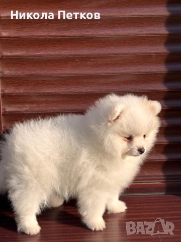 Померан , снимка 6 - Померан - 52845557