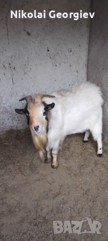 Излишни холандски мини кози мъжки и женски!!!, снимка 2 - Кози - 53834694
