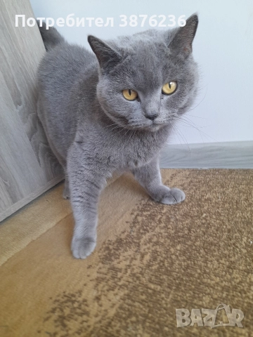 Британска късокосместа