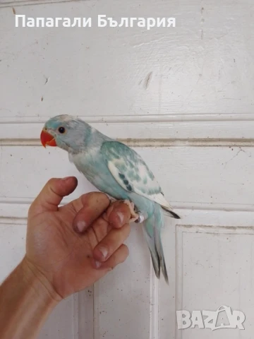 Малък Александър