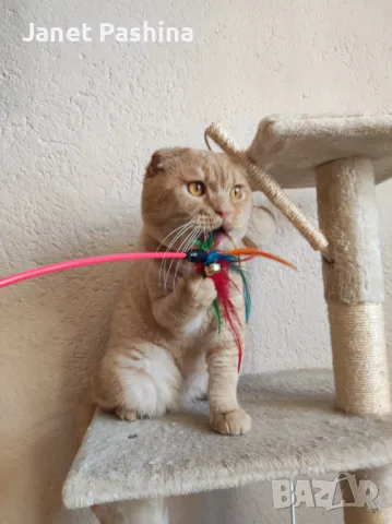 Клепоух шотландец за разплод , снимка 5 - Британска късокосместа - 48431630