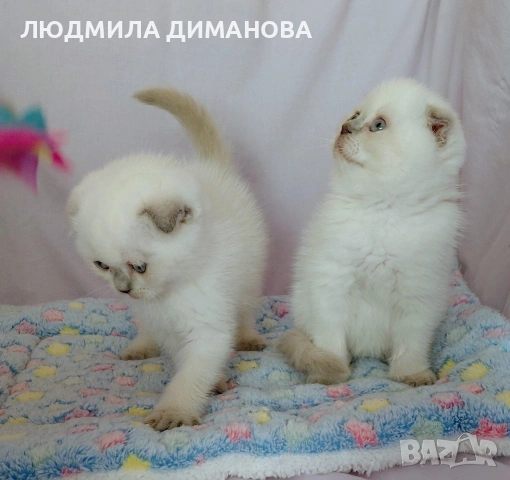 Шотландски със сини очи. Мъжки женски , снимка 7 - Британска късокосместа - 53042870