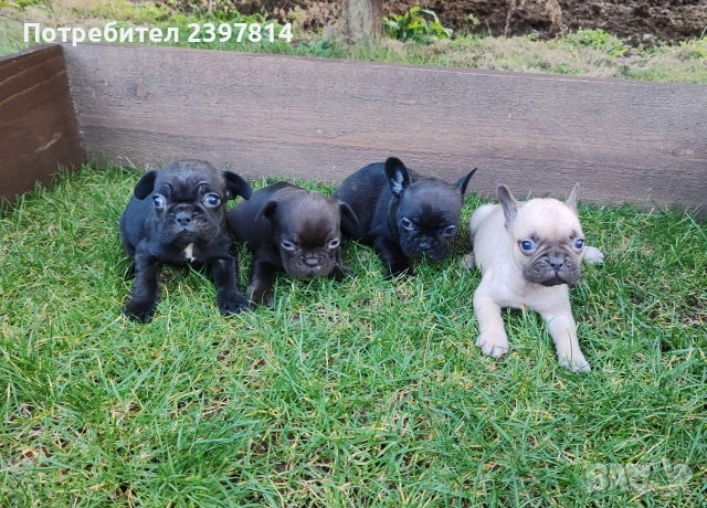 Френски булдог , снимка 13 - Френски булдог - 53832556