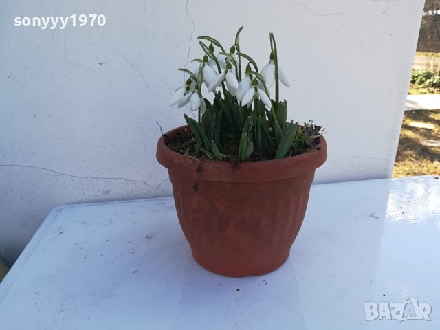 кокиченца в саксия 0602241534, снимка 3 - Градински цветя и растения - 44162412