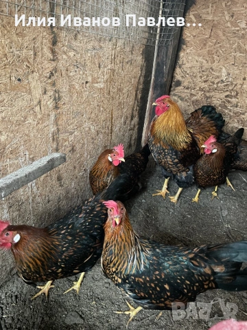 Яйца разплодни