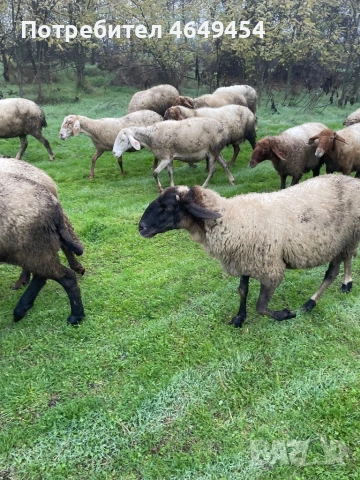 Свободни 4 броя млади заплодени овце. Намират се в гр. Летница -Ловешко,продават се заедно всичките.