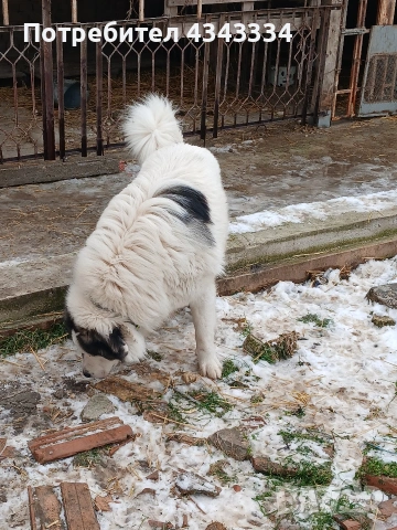 Българско овчарско куче, снимка 11 - Каракачанска овчарка - 53669702