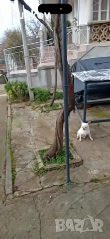 Чихуахуа , снимка 4 - Чихуахуа - 52734022