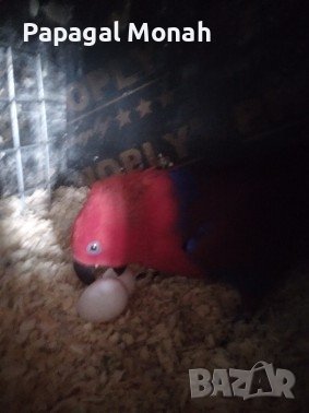 Еклектуси Благороден папагал, снимка 8 - Папагали - 41415366