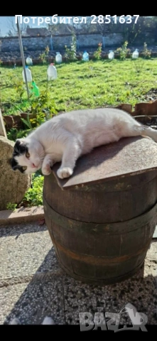 Подарявам Ирланско клепоухо коте, снимка 2 - За котки - 53848794