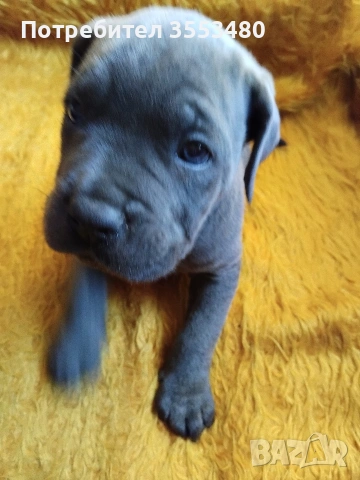 продавам Кане Корсо чистокръвни