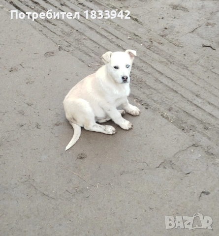 Кученца , снимка 3 - Други - 52580248