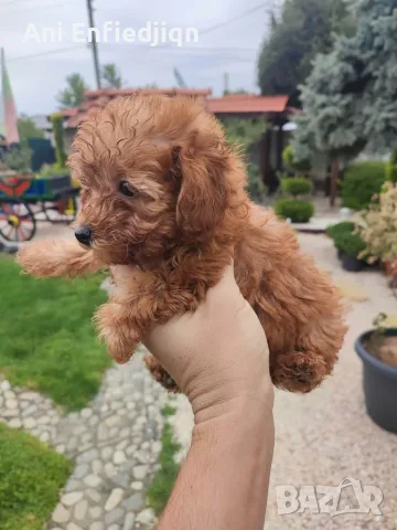 Пудел Той/Poodle Toy, снимка 6 - Пудели - 55990228