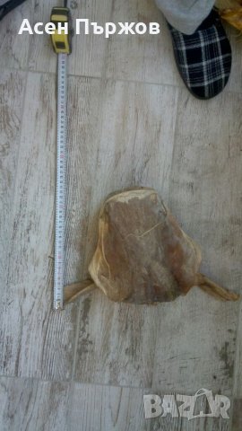 Глава от СОМ трофей, снимка 7 - Други животни - 35734796