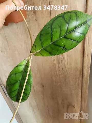 Хоя Callistophylla