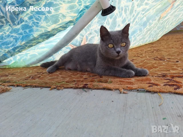 Британски дългокосмести котета , снимка 11 - Други - 55789308