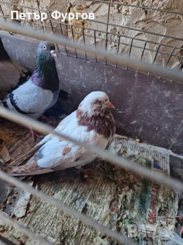 продавам  типлери