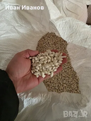 Боб сорт Еликсир , снимка 3 - Сортови семена и луковици - 49287654