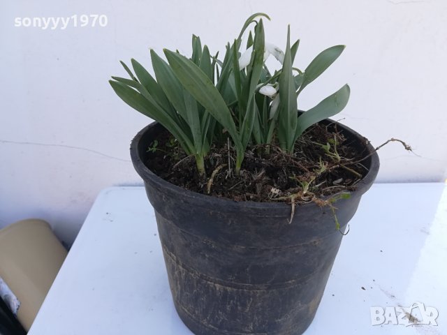 КОКИЧЕНЦА-ГРЪМ В САКЦИЯ 1902240804, снимка 13 - Градински цветя и растения - 44363362