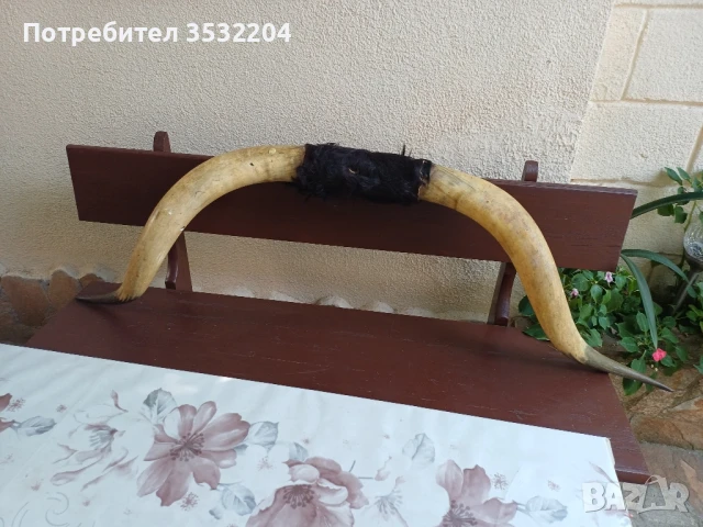 Големи биволски рога, снимка 5 - Други ценни предмети - 51359502