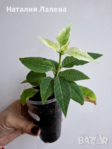 Бяла коледна звезда, euphorbia pulcherrima, снимка 2 - Стайни растения - 53702177