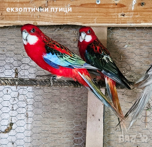 Двойка Червени Розели, снимка 4 - Папагали - 52895879
