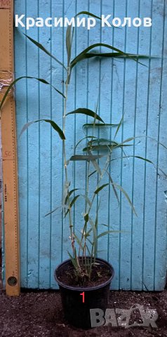 Гигантска тръстика, Arundo donax, декоративни, бързорастящи,жив плет, снимка 10 - Градински цветя и растения - 25635982