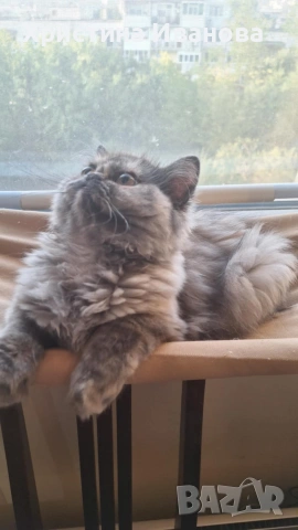 Британски котета , снимка 12 - Британска късокосместа - 53736554