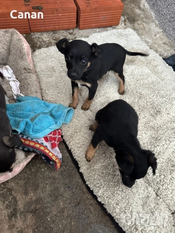 Пинчери, снимка 5 - Пинчер - 53287561