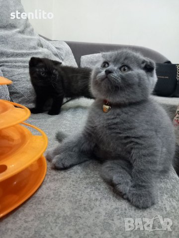 Шотландски клепоухи бебета , снимка 14 - Британска късокосместа - 24994547