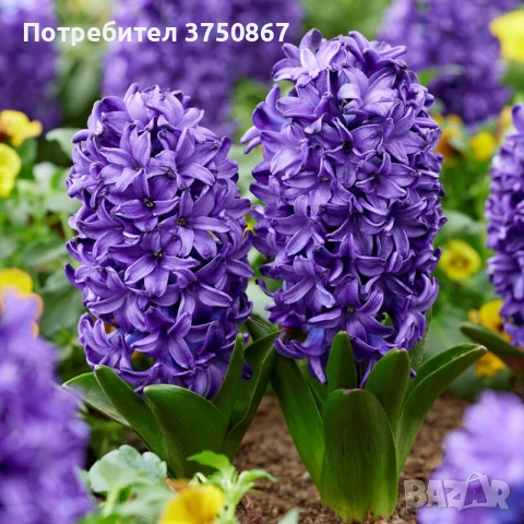 🌸🌿💞 Зюмбюл в саксия (Hyacinthus), снимка 12 - Градински цветя и растения - 53385103